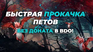 🐼 Как получить бесплатно питомцев BDO❓❗ Питомцы без доната / BDO петы / Black Desert питомцы 4 ранг