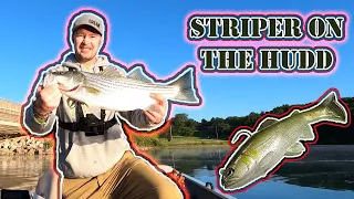 Big striper on the Huddleston 68 special swimbait while bass fishing