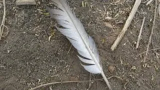 Spiritual meaning of white feathers