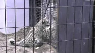 父に威嚇するユキヒョウ リアン~Snow Leopard threatens