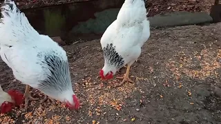 Зачем Столько 🐔Петухов? Все Петухи🐔 у меня Такие Разные😁