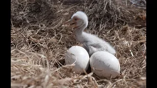 Гнездо дальневосточных аистов скрытой камерой