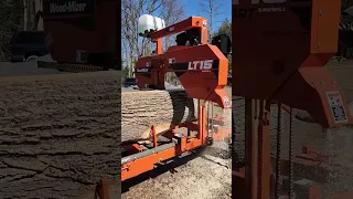 Wood-Mizer LT15 Start - Cutting into the Largest log on the mill yet! 16 Ft + Poplar!