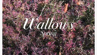 Wallows - It's Only Right