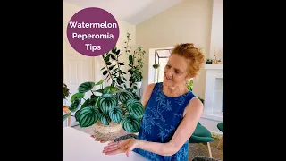 3 Important Watermelon Peperomia Tips #shorts #houseplants #watermelonpeperomia