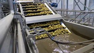 Tummers Potato Washing Line for French Fries and Potato Flakes.