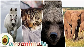 100 amazing animal | animal sounds for kids