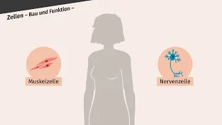 Organisationsstufen – Zellen, Gewebe, Organe  einfach erklärt | sofatutor