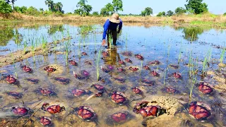 wow amazing! a fisherman skill catch crabs a lots by hand in field