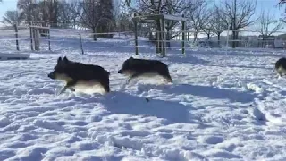 Wollschweine im Schnee