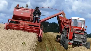 Massey Ferguson 87 Combine - Harvesting Barley | Old Timer | MF 135 | Harvesting Event - Aars 2017