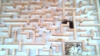 Bigger, tighter mouse maze experiments