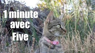 Five - Une minute avec l'un de nos petits chats