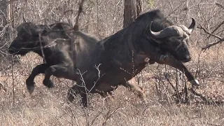 Buffalo approach in the open!!! Hunting Buffalo in Zimbabwe / Episode 7