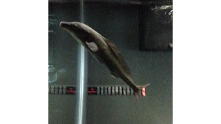 Freshwater Dolphin Fish - Mormyrus Kannume