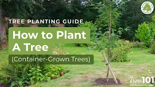 How to Plant a Tree (Step-by-Step Guide for Pot-Grown Trees) | Tree 101
