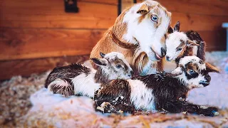 the SWEETEST bond (Willow's labor & delivery -- miniature goat birth)