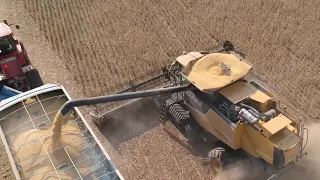 Soybean harvest 2019