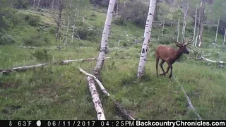 Elk Trail Camera Photos on Public Land