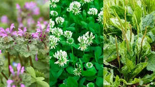 🌱 3 More Easy wild Edibles To Forage In Your Yard! (Henbit, Clover, Plantain)