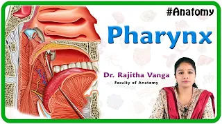 Anatomy of Pharynx