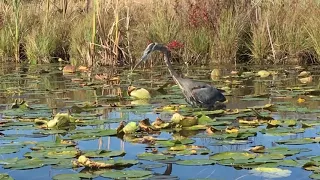 Great Blue Heron Eats Largemouth Bass