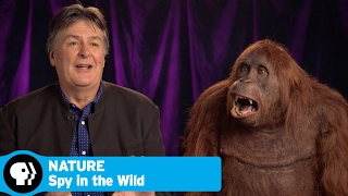 SPY IN THE WILD on NATURE | Q&A with Creatures and Creators | PBS