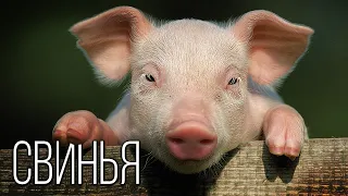 Свинья: Она вам не кабан | Интересные факты про свиней