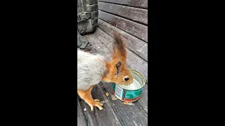 Редкое видео - белка пьёт воду / Rare video of a squirrel drinking water