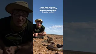 Inland taipan, the most venomous snake in the world!