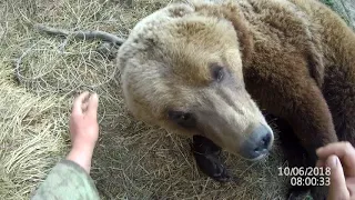 Медведь играет и улыбается