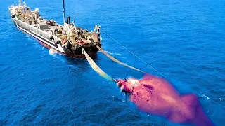 The Largest Sea Creatures Ever Captured