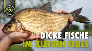 FEEDERN im kleinen Fluss - die Fische stehen hier gestapelt!