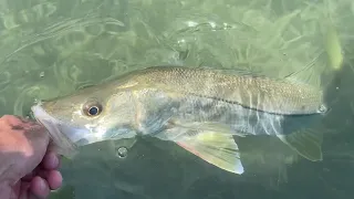 Sight Fishing Clear Water of Fort Myers Florida - Snook/Redfish/Trout