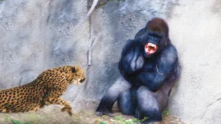 When Animals Messed With The Wrong Opponent !