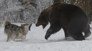 охота на медведя в берлоге.bear hunting in the den