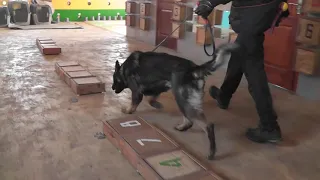 K-9 Best Detection ГОША 2 - 3 Training Explosives