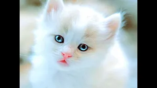 cute beautiful adorable and funny baby cats in the history!