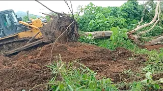 Incredible SHANTUI SD16 Bulldozer Try to Pushing Big Root Tree