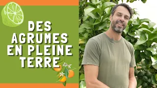 ILS CULTIVENT DES #AGRUMES EN PLEINE TERRE ET RESISTANT AU FROID