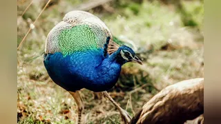 Amazing peacock video with excellent piano music || calm and relaxing music for stress relief.... ||