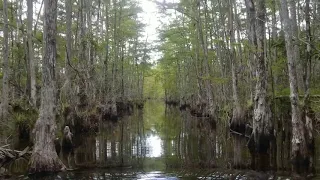 Deep in the Everglades