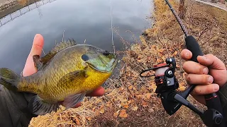 JUMBO BLUEGILL CATCH, CLEAN, COOK!!