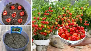 Conquering 'Red Devil': The World's Hottest Chili, Super Easy Grow, Explosive Flavor!