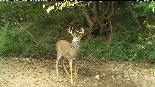 220 inch whitetail buck shot at 7 yards! ~~ 8