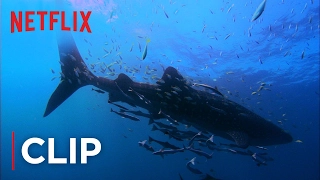 Mission Blue | Clip - Swimming with Whale sharks [HD] | Netflix