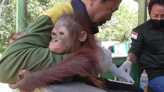 baby orangutan rescued by authorities after 40 days in a cage