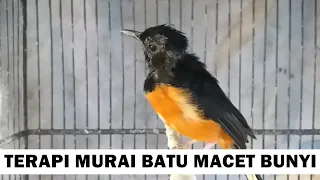 Murai GANTI BULU belajar bunyi ngeriwik ‼️ Suara TERAPI burung MB PAUD bahan agar cepat bunyi GACOR