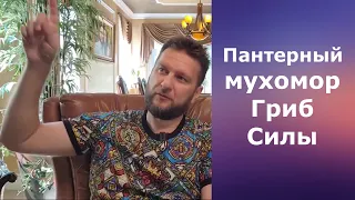 Пантерный Мухомор - Сила Гриба | Павел Дмитриев