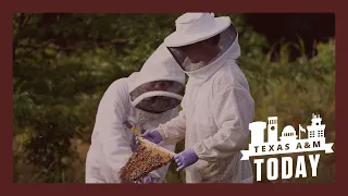 Honey Bee Research at Texas A&M